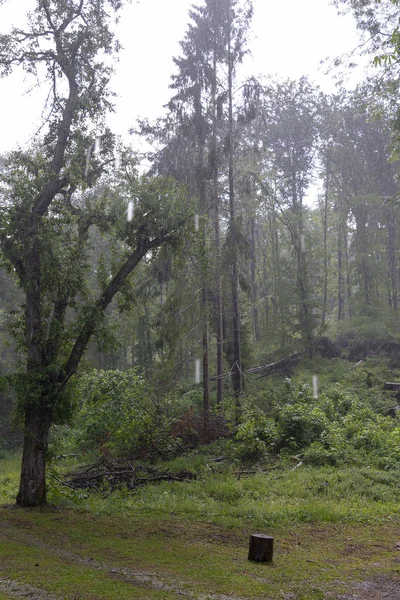 Szalajka 河谷的森林在 Szilvasvarad 匈牙利在雨天 — 图库照片