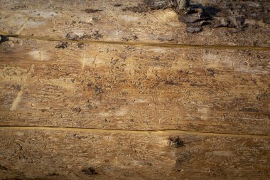 Doku ladin ahşap Ladin kabukları böcek tarafından tahrip