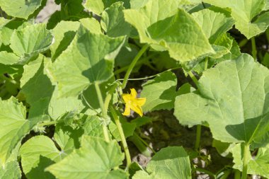 Salatalık çiçeği bahar yeşil yaprakları ile. Sığ derinlik-in tarla