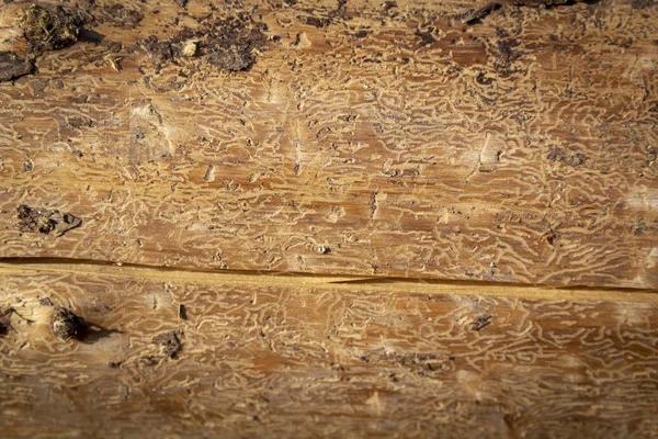Tekstura Drewna Świerkowego Zniszczone Przez Kornik Drukarz — Zdjęcie stockowe