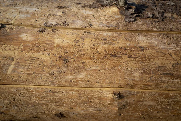 Tekstura Drewna Świerkowego Zniszczone Przez Kornik Drukarz — Zdjęcie stockowe