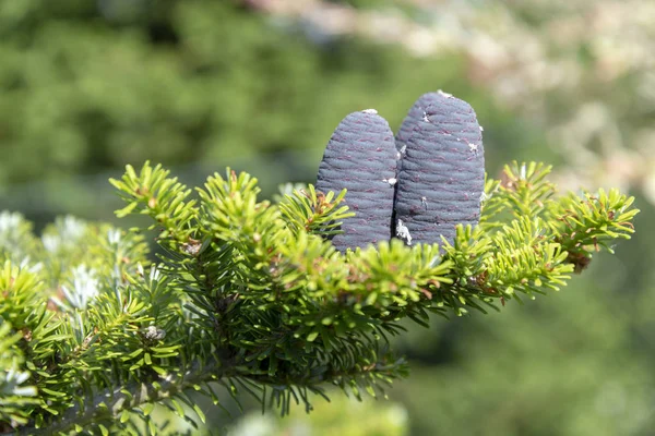 Jeunes Cônes Sapin Sur Arbre Printemps Mai Profondeur Champ Faible — Photo