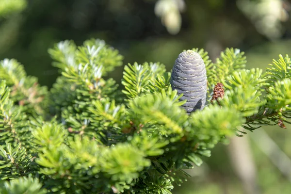 Jeunes Cônes Sapin Sur Arbre Printemps Mai Profondeur Champ Faible — Photo