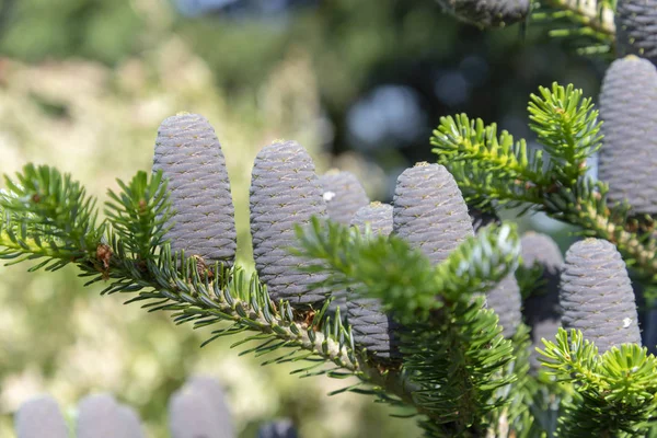 Young Fir Cones Spring Tree May — Stock Photo, Image