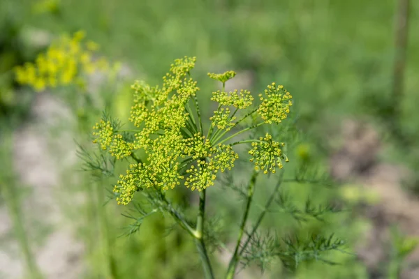 Dereotu Bahçe bahar çiçek. Sığ derinlik-in tarla