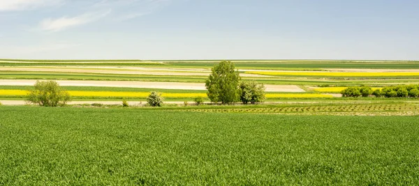 Jarní Krajina Regionu Roztocze Polsku Zemědělských Polí Řepky Žluté Květy — Stock fotografie