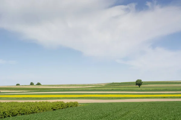 Jarní Krajina Regionu Roztocze Polsku Zemědělských Polí Řepky Žluté Květy — Stock fotografie