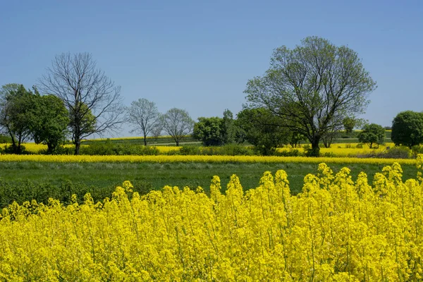 Jarní Krajina Regionu Roztocze Polsku Zemědělských Polí Řepky Žluté Květy — Stock fotografie