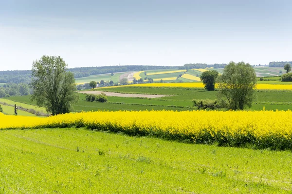 Jarní Krajina Regionu Roztocze Polsku Zemědělských Polí Řepky Žluté Květy — Stock fotografie