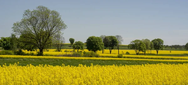 Spring Landscape Roztocze Region Poland Agricultural Fields Rapeseed Yellow Flowers — Stock Photo, Image