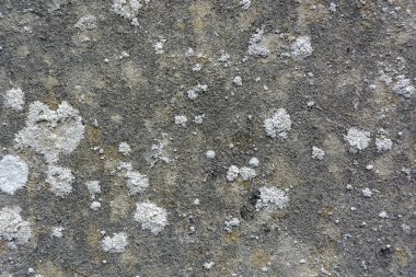 Liken ile eski gri beton