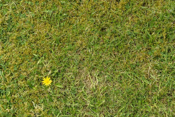 Żółty mniszek na zielonej trawie — Zdjęcie stockowe