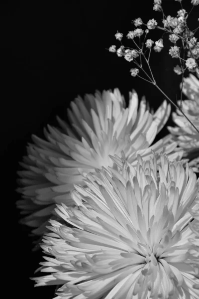 Kwitnące Białe Chryzantema Czarnym Tle — Zdjęcie stockowe
