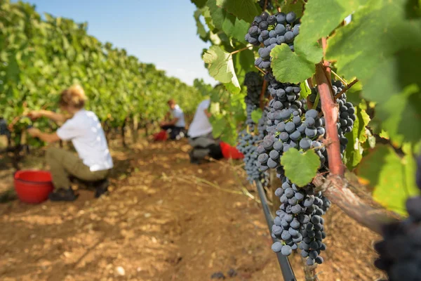 Höstskörden av druvor för utmärkt vin. — Stockfoto