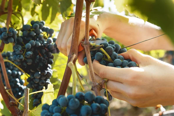 Cosecha otoñal de uvas para un excelente vino . — Foto de Stock