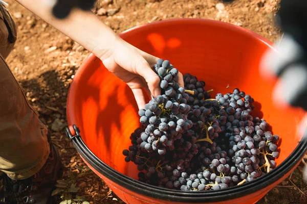 Colheita de outono de uvas de vinho excelente . — Fotografia de Stock