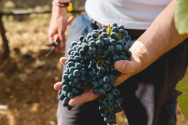 Höstskörden av druvor för utmärkt vin. — Stockfoto