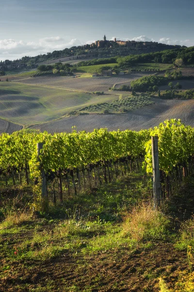 Wijngaard in de zon van Toscane. — Stockfoto