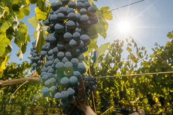 Herfst oogst van druiven voor uitstekende wijn. — Stockfoto