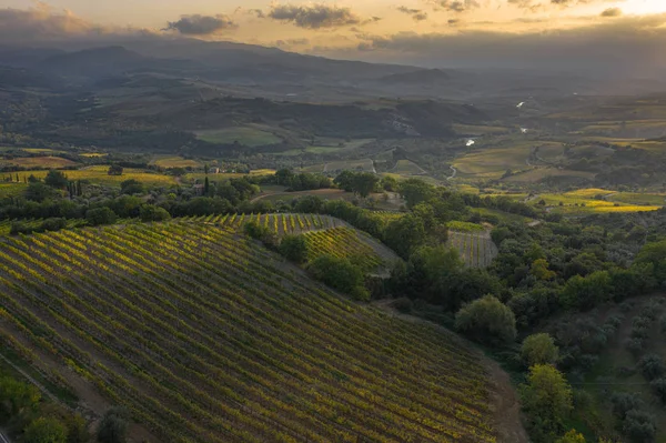 Nabijgelegen uitzicht van de drone naar de Toscaanse wijngaarden. — Stockfoto