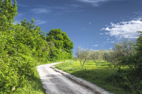 Groene Natuur Een Mooie Zonnige Dag — Stockfoto