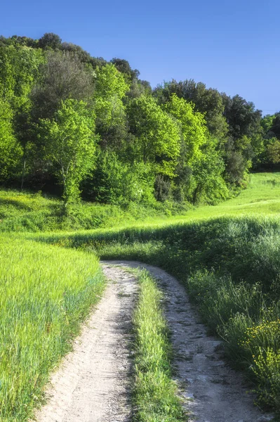 Grüne Natur Einem Schönen Sonnigen Tag — Stockfoto