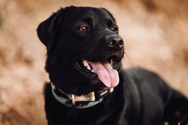 Sonbaharda Kara Köpek Sonbahar Mevsimi — Stok fotoğraf