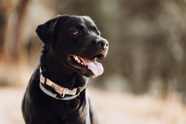 Dark dog in the autumn ,fall season — Stock Image Dark Dog Autumn Fall Season Stock Image