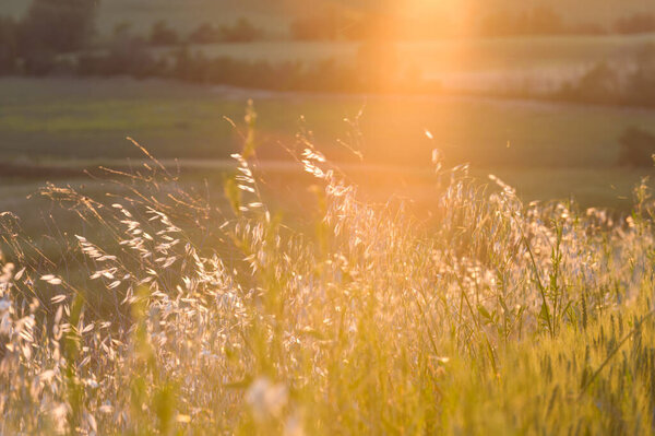 Spring fields on hills and sunset — Stock Image Spring Fields Hills Sunset Stock Picture