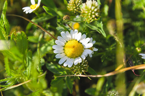 White daisies hidden in greenery — Stock Image White Daisies Hidden Greenery Stock Image