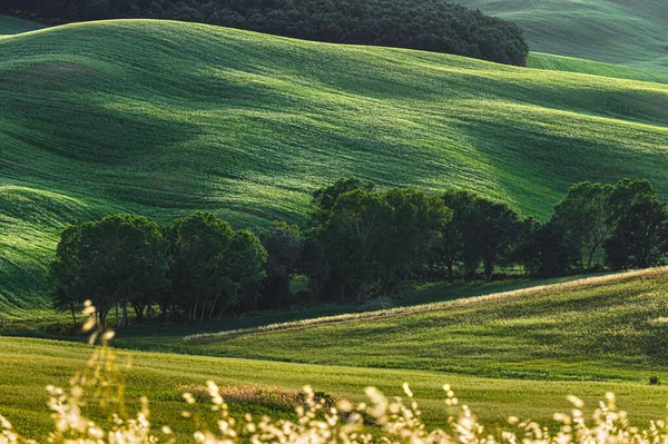 Vårfält Kullar Och Solnedgång — Stockfoto