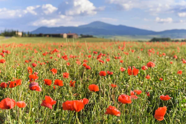 Stormachtig Weer Boven Papavers Groene Velden — Stockfoto