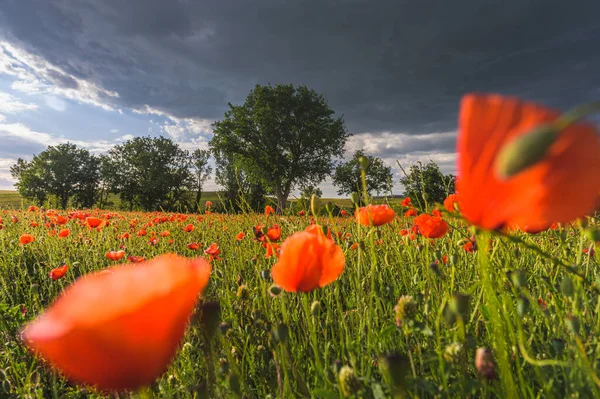 Tiempo Tormentoso Sobre Amapolas Campos Verde — Foto de Stock