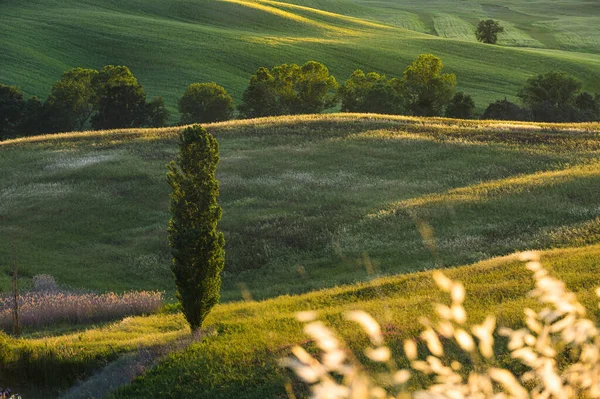 Frühlingsfelder Auf Hügeln Und Sonnenuntergang — Stockfoto
