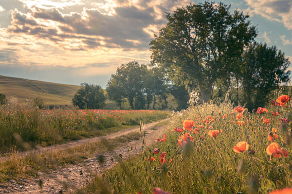 Stormy weather over poppies and fields of green — Stock Image Stormy Weather Poppies Fields Green Royalty Free Stock Photos