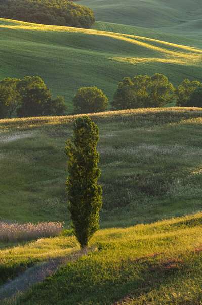 Spring fields on hills and sunset — Stock Image Spring Fields Hills Sunset Stock Photo