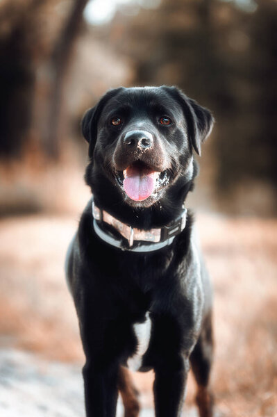 Dark dog in the autumn ,fall season — Stock Image Dark Dog Autumn Fall Season Stock Photo