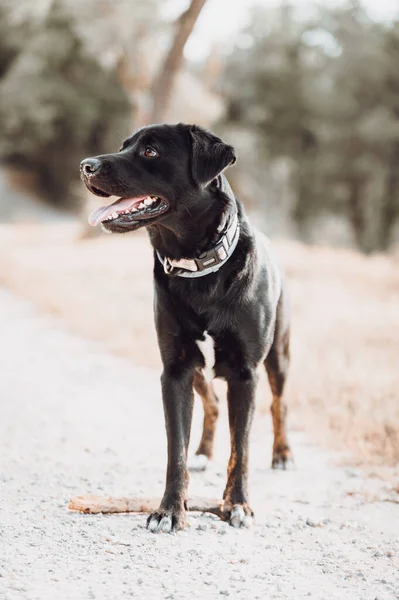 Sonbaharda Kara Köpek Sonbahar Mevsimi — Stok fotoğraf