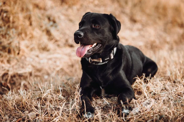 Sonbaharda Kara Köpek Sonbahar Mevsimi — Stok fotoğraf