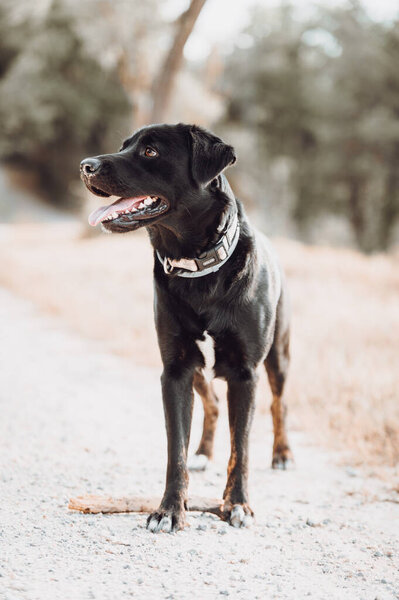Dark dog in the autumn ,fall season — Stock Image Dark Dog Autumn Fall Season Stock Image