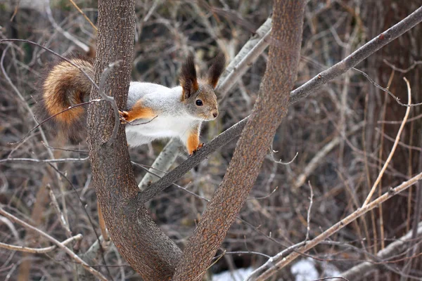 Esquilo em uma árvore na floresta de primavera — Fotografia de Stock