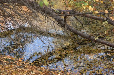güzel sonbahar park