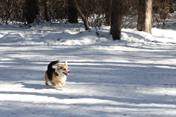 Hond in winterpark — Stockfoto