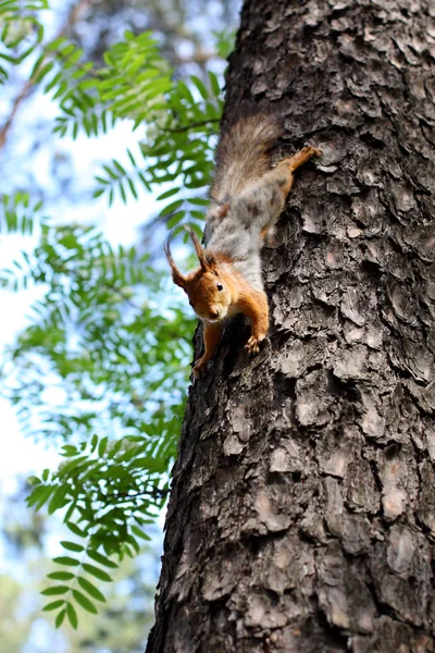 Scoiattolo che salta su un albero nella foresta in estate — Foto Stock