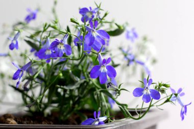 Mavi ve beyaz Lobelia Erinus balkonda bir tencerede