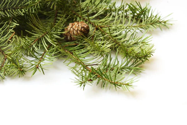 Pine branch with cones on a white background Stock Photo