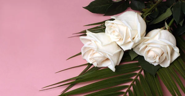 Белые розы и лепестки лежат на розовой поверхности . — стоковое фото