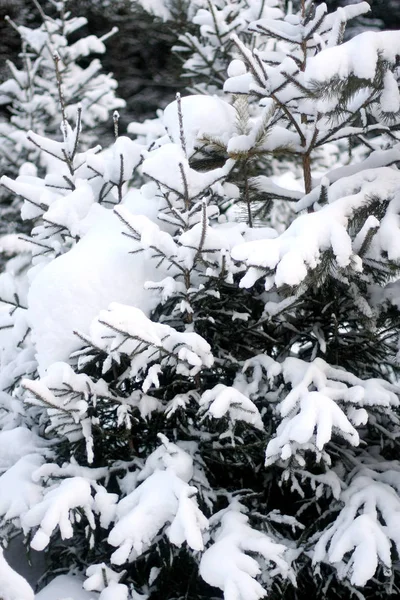Majestuosos abetos blancos brillando bajo el sol de la tarde. Los árboles están en la nieve. Pintoresca y elegante escena invernal. Azul teñido . —  Fotos de Stock