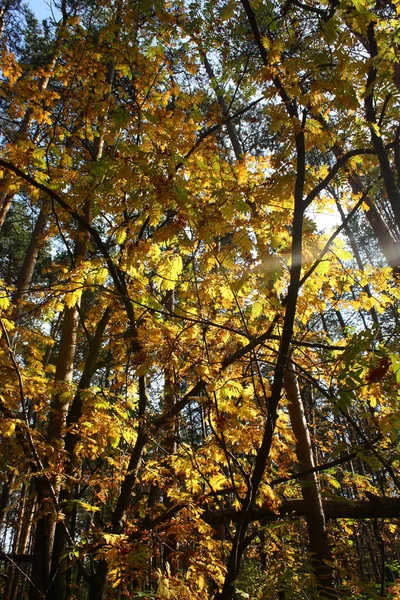 Floresta de pinheiro. No início do Outono. Dia quente ensolarado . — Fotografia de Stock