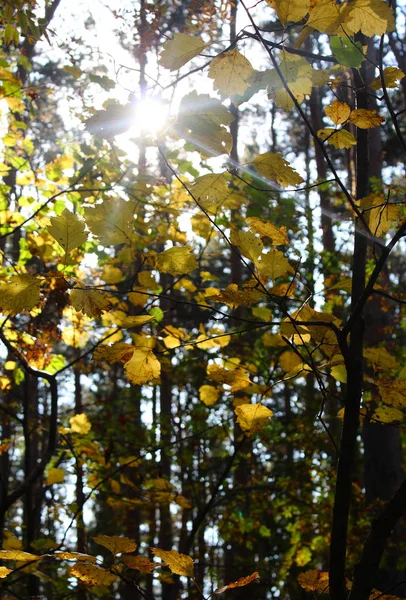 Floresta de pinheiro. No início do Outono. Dia quente ensolarado . — Fotografia de Stock